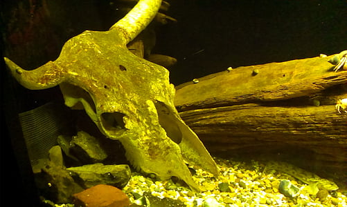 crâne, eau, Aquarium, bois, sous l’eau, vert
