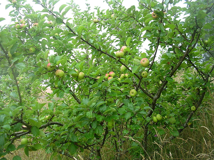 Apple, frugt, træ, natur, vegetation
