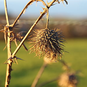 thistle, nature, blossom, bloom, thorns, capsule, plant