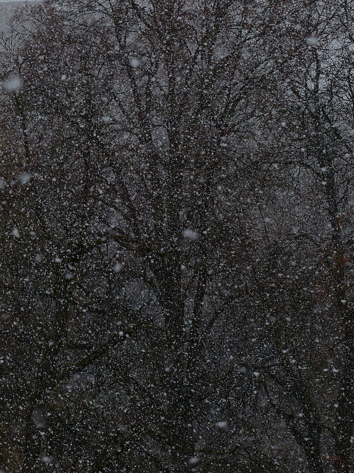 Blizzard, razburjenje snega, Snežinke, sneženje, sneg nevihte, pozimi, hladno