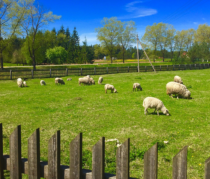 fåren, gård, fältet, djur, ull, jordbruk, naturen
