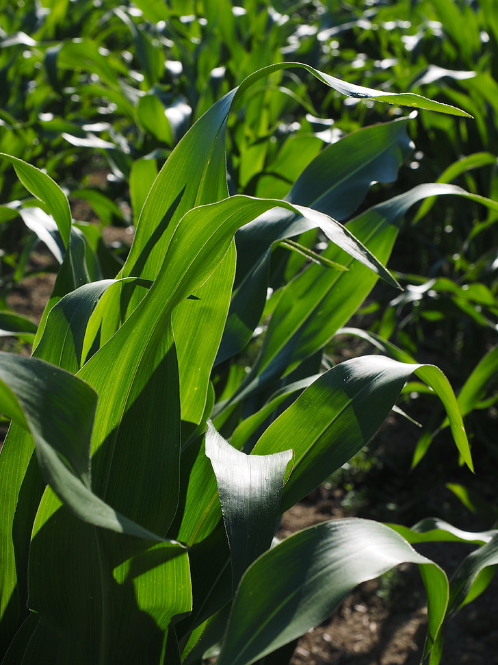polje kukuruza, Uzgoj kukuruza, Poljoprivreda, kukuruz ostavlja, kukuruz, zelena, polje