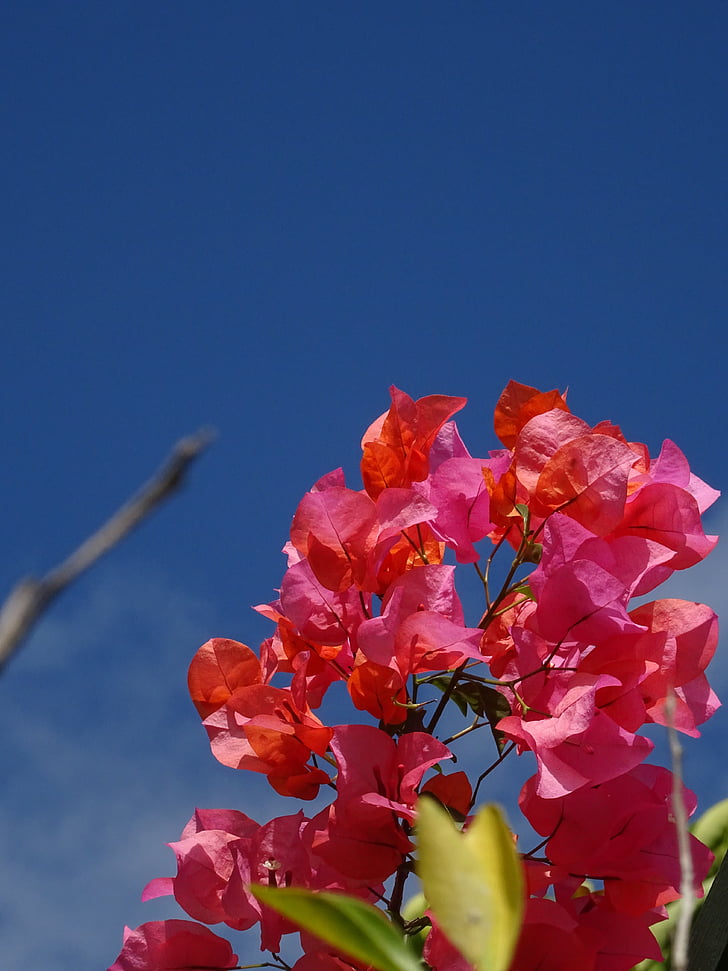 Bougainville, plant, bloem, zomer, Four o'clock plant, Flora, Middellandse Zee