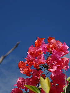 bougainvillea, plant, flower, summer, four o'clock plant, flora, mediterranean