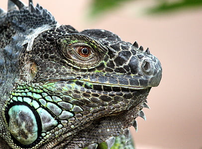 iguana, lizard, reptile, animal, dragon, green, scaly