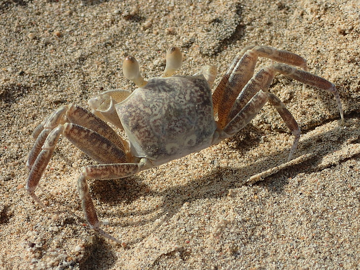 crab, plajă, crustacee, mare, plaja cu nisip, lumea animalelor, animale marine