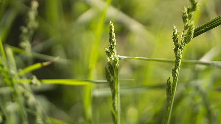photography, green, grass, nature, stems, stalks, sway