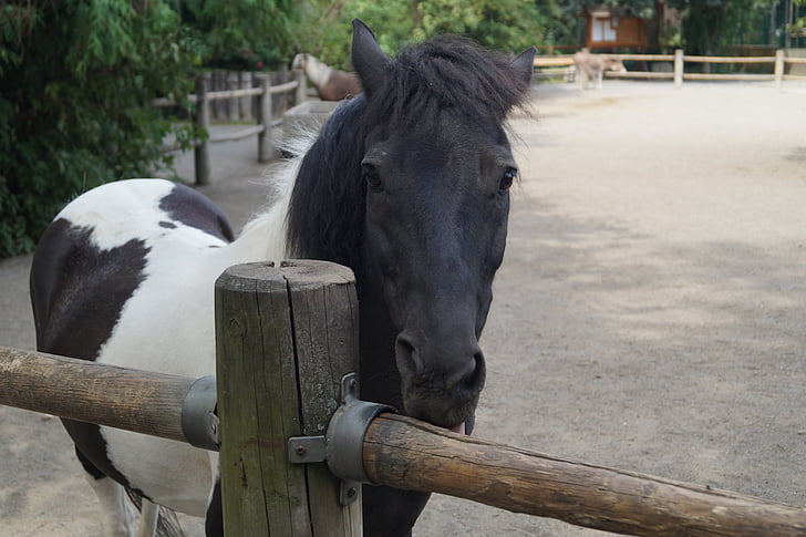 živalski vrt, konj, ponija, mlade živali, Braunschweig, krajine, dreves