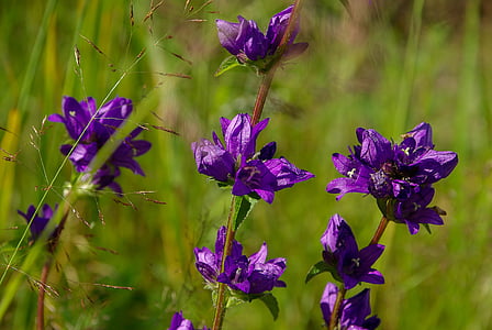 gėlės, violetinė, Gamta