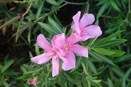 oleander, garden, nature, pink