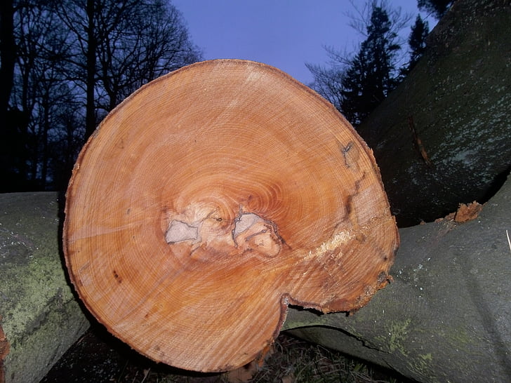 registre, fusta, troncs d'arbre, bosc, com, anells anual, marró