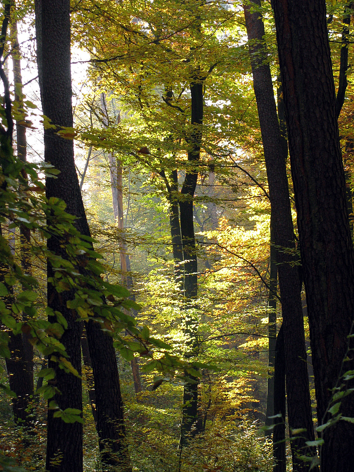 träd, skogen, motljus, hösten, naturen, Tyskland, Baden-württemberg
