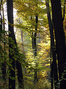 dreves, gozd, nazaj luči, jeseni, narave, Nemčija, Baden württemberg