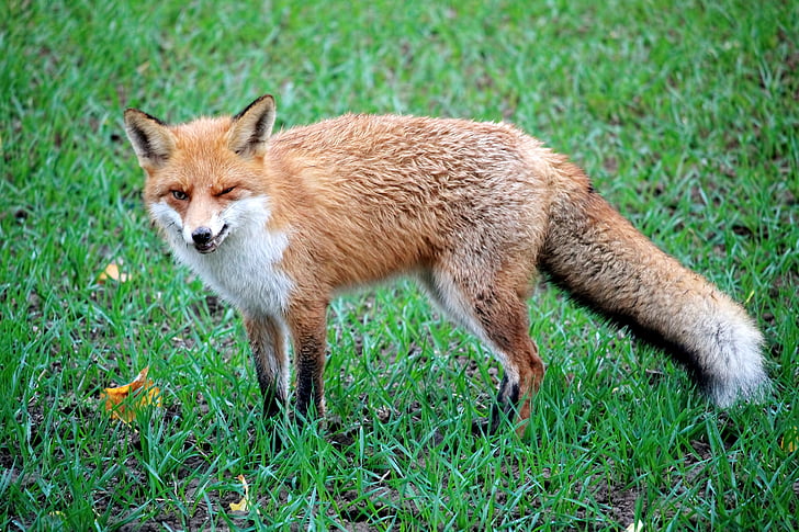 Фукс, red fox, Дикое животное, животное, красноватый меха, Мех, Хищник