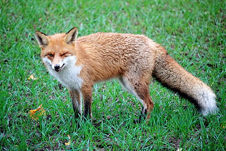 Fuchs, rode vos, wild dier, dier, roodachtige vacht, bont, Predator