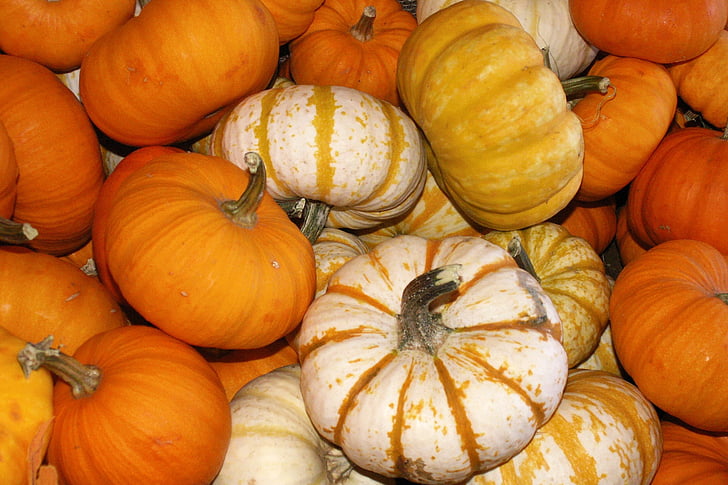 pompoen, Val, oogst, Oranje, wit, herfst, Thanksgiving