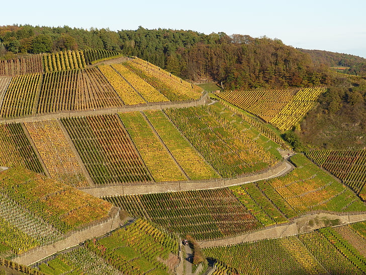 wijngaard, natuur, wijn, landschap, herfst, berg, druiven