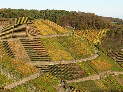 vineyard, nature, wine, landscape, autumn, mountain, grapes