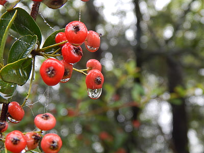 forest, berries, rain, red, plants, nature, wild