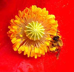 bee on poppy, insect, bee on flower, flower, honey bee, summer, flowers