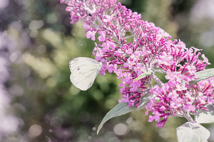 duża kapusta biała ling, Bielinek kapustnik, Motyl, biały, Biały motyl, liliowy, liliowy lato