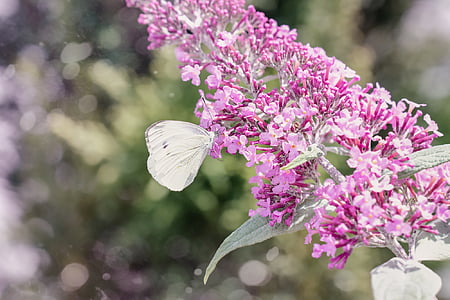 ling de gros chou blanc, Pieris brassicae, papillon, blanc, papillon blanc, lilas, lilas d’été