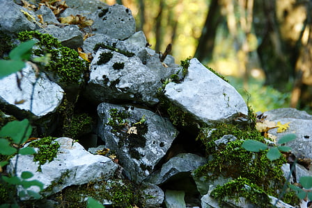 stones, moss, leaves, trail, forest, nature