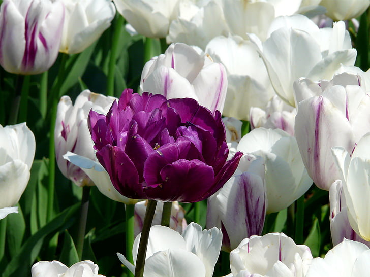 tavaszi, tulipán, virágok, Blossom, Bloom, zár, tavaszi virág