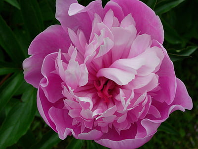 Pioni, vaaleanpunainen, Puutarha, Blossom, Bloom, Flora, Sulje