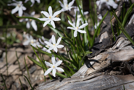hvězda hyacint, bílá, Bílá hvězda hyacinty, Hyacint, květiny, bílé květy, zahrada