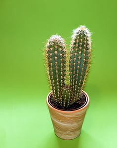 kaktus, zelena, biljka, lonac, sočan, priroda, sočan biljka