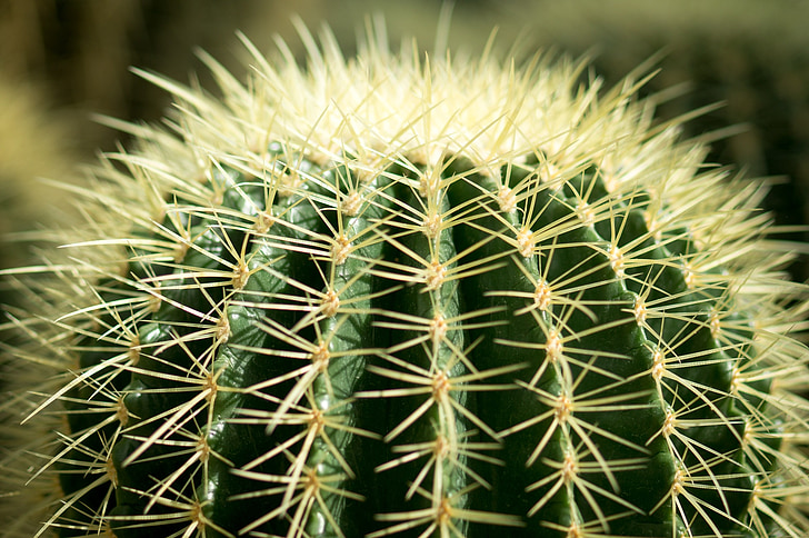 cactus, columna vertebral, aguja, verde, jardín, planta, Jardín Botánico