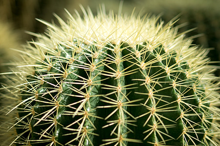 cactus, columna vertebral, agulla, verd, jardí, planta, jardí botànic