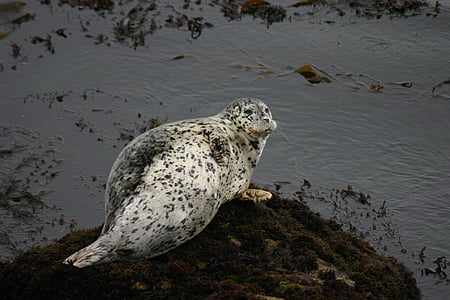 ocean, seal, california coast, wildlife, nature, pacific, outdoors
