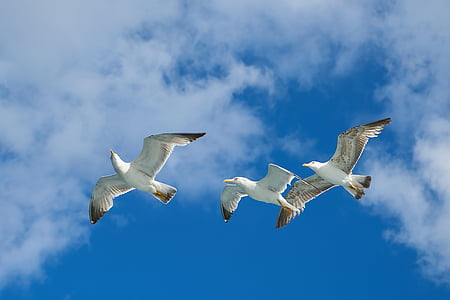 seagull, bird, nature, clouds, peace, sky, landscape