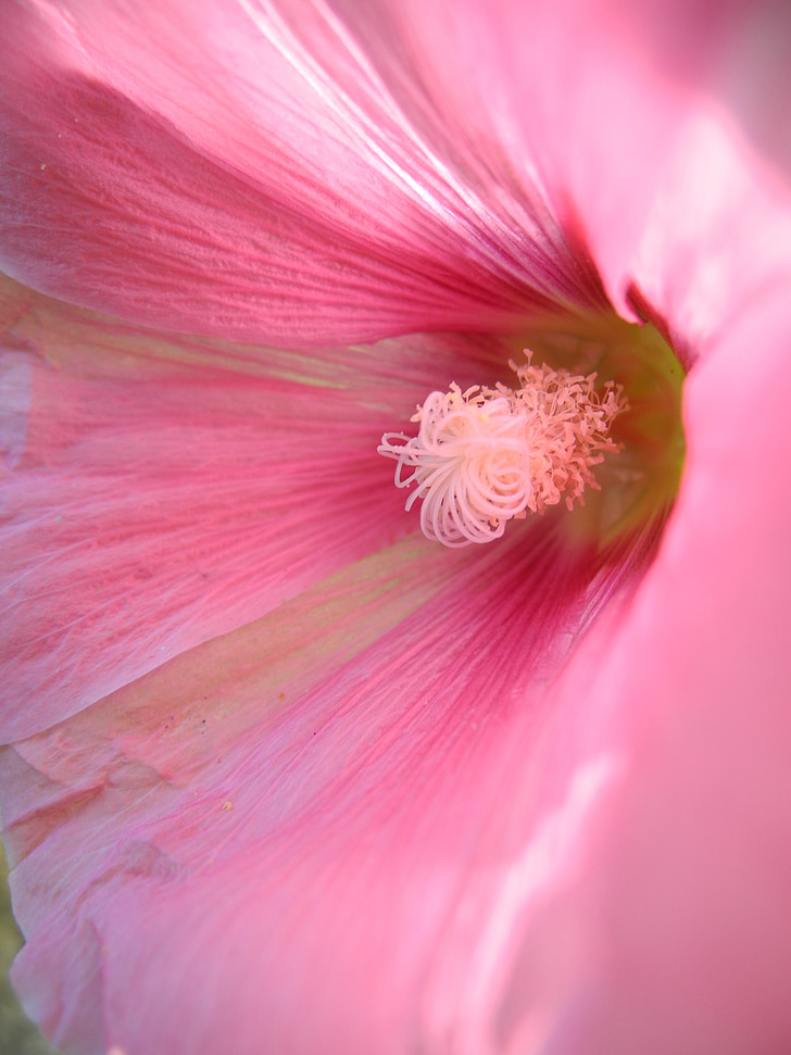 Mallow, màu hồng, đóng, Blossom, nở hoa, Sân vườn