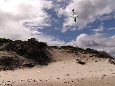 dunas, Gaivota, gaivotas, paisagem, à beira-mar, reservado (a), solitário