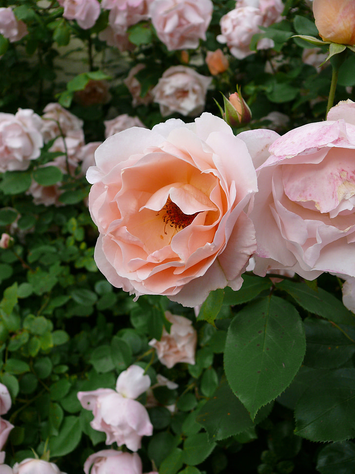 lill, roosa, ronimine, roosad lilled, rosebush