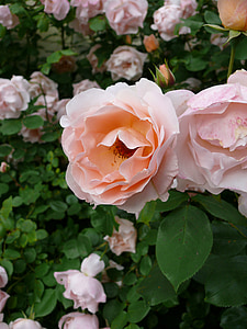 bunga, merah muda, pendakian, bunga merah muda, rosebush