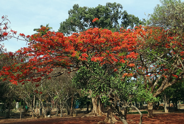 Delonix regia, bobovité, poinciana královská, Flame tree, gulmohar, krishnachura, krusnachuda