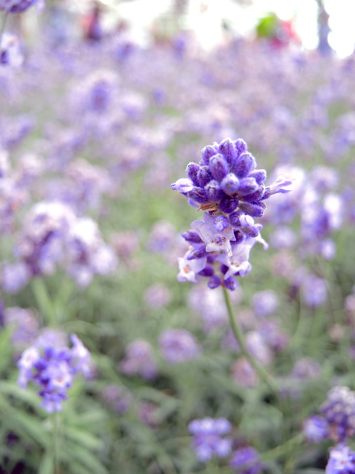 lavender, flower, field, hokkaido, furano