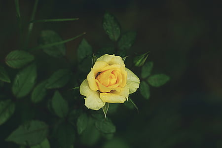 selectiva, enfocament, fotografia, groc, Rosa, pètal, flor