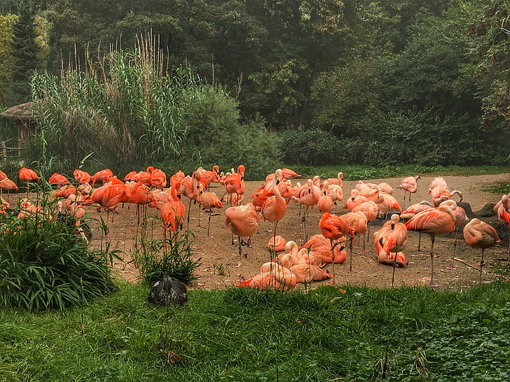 Flamingos, ciervo, naturaleza