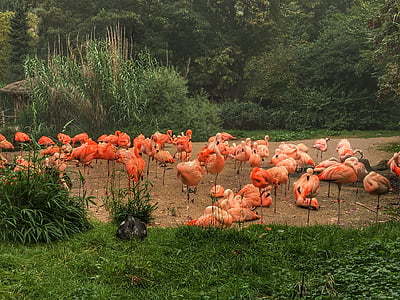 Flamingos, rådjur, naturen