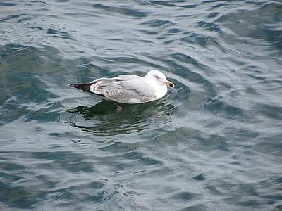 Seagull, Ocean, vatten fågel, havet