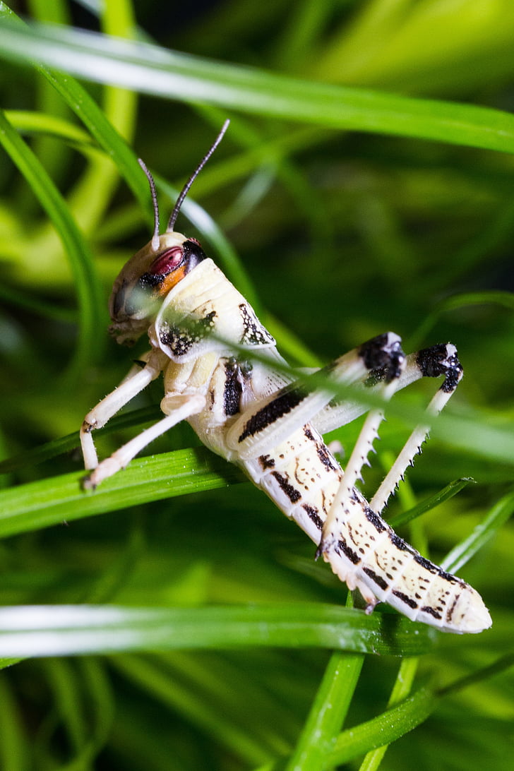 ørkenen locust, schistocerca gregaria, gresshopper, vandrende locust, subadult, insekt, pest
