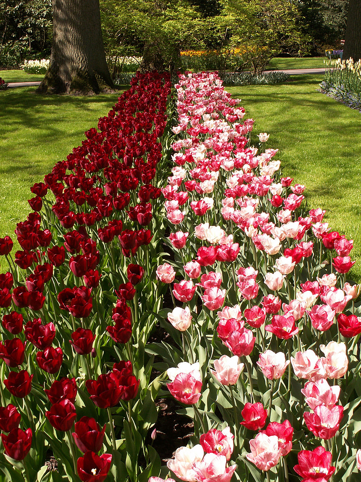Tulipani, fiori, rosa, rosso, Olanda, Keukenhof