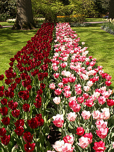 tulips, flowers, pink, red, holland, keukenhof