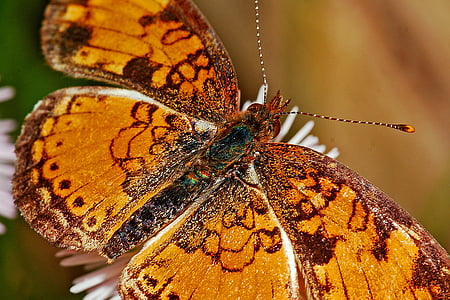 пеперуда, макрос, насекоми, природата, дива природа, деликатен, лято