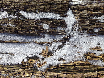 texture, wood, snow, bark, tree, spring